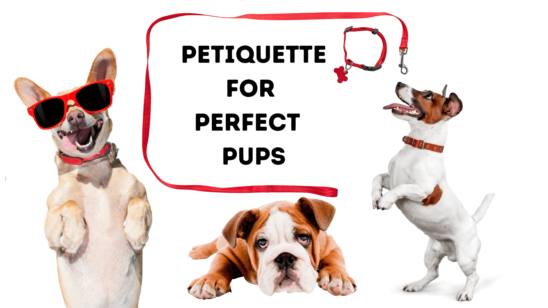Petiquette for Perfect Pups